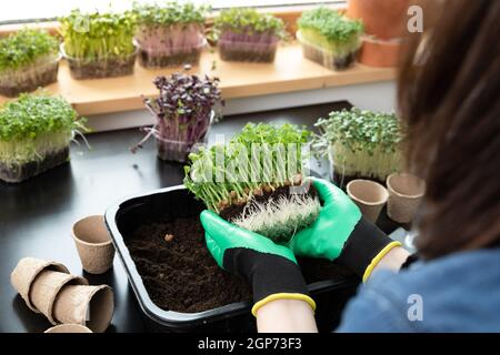 Plant seeds for superfood - women holding in hands peas with green sprouts in front of soil. Hobbies and healthy eating concept. Gardening at home. Stock Photo