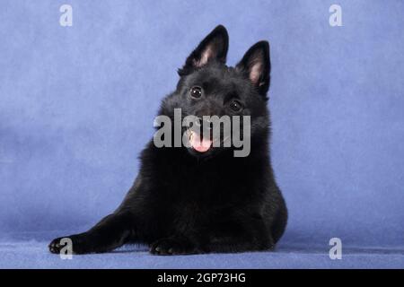 small black fluffy dog