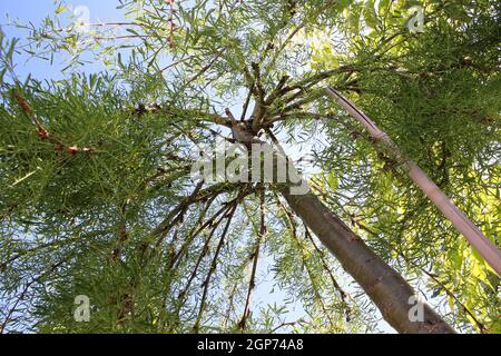 Looking up through the branches of a peashrub caragana. Stock Photo