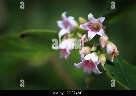 Selective focus background of spreading dogbane flowers. Stock Photo