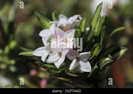 Closeup of pink flowers on a daphne shrub. Stock Photo