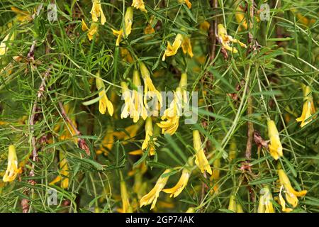 Closeup of the yellow blossoms on a Walkers Weeping Caragana. Stock Photo