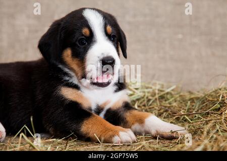 A black and red tan and white-breasted puppy of Swiss breed Entlebuher Sennenhund is lying indoors on burlap in the studio on dried hay Stock Photo