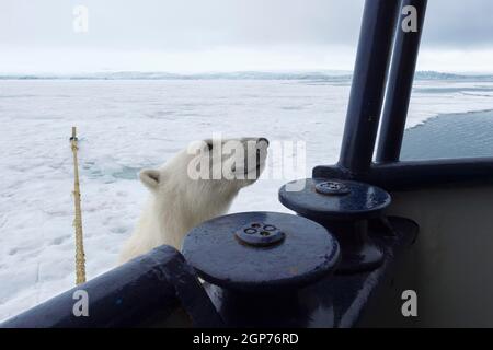 Polar bear (Ursus maritimus) trying to board the expedition ship, Svalbard Archipelago, Norway Stock Photo