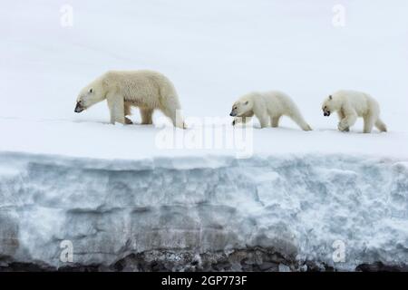 Female polar bear (Ursus maritimus) followed by two one-year-old cubs walking on the glacier margin, Bjoernsundet, Hinlopen Strait, Spitsbergen