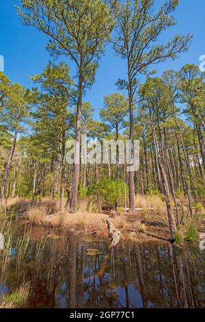 Loblolly Pines Growing Out of the Wetlands in the Blackwater Wildlife Refuge in Maryland Stock Photo