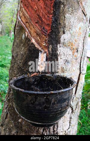 Extraction of natural rubber, rubber tree, para-rubber tree (Hevea brasiliensis), plantation, Phuket, Thailand Stock Photo