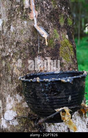 Extraction of natural rubber, rubber tree, para-rubber tree (Hevea brasiliensis), plantation, Phuket, Thailand Stock Photo