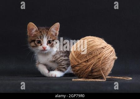 Little grey striped white-breasted cute kitten with ball of knitting thread on black background in studio indors Stock Photo