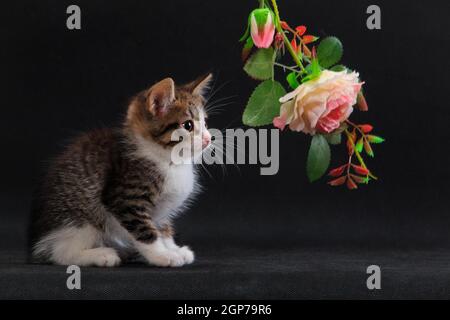 Grey white-breasted striped kitten with pink rose flower with green leaves on black background in studio indoors Stock Photo