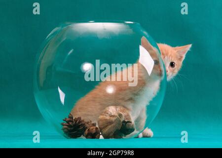 Little fluffy red kitten peeking out from behind round glass sphere bowl on cyan turquoise background in studio indoors Stock Photo