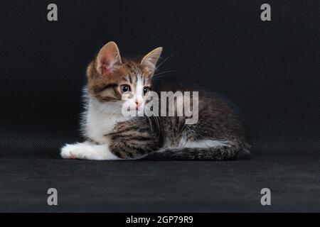 Striped grey white-breasted cute kitten on black background in studio indoors Stock Photo