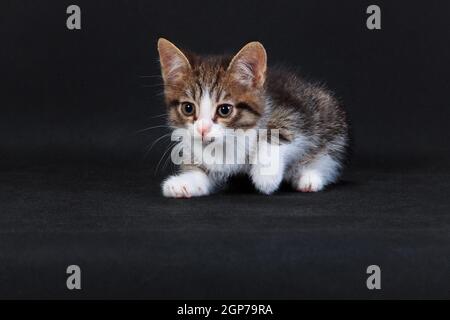 Grey striped white-breasted whiskered small scared kitten scared of something on black background in studio indoors Stock Photo