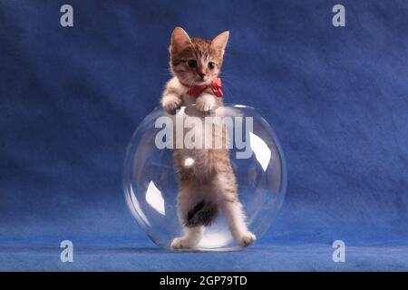 Striped kitten with red bow standing in round aquarium on blue background in studio indoors Stock Photo
