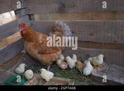 Chicken mother with chickens. Poultry in individual hen house. Stock Photo