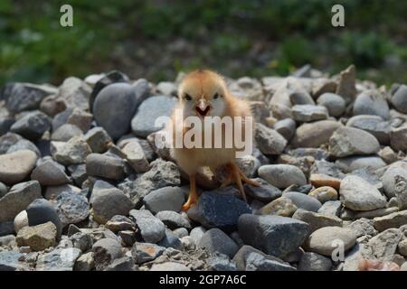 Red daily chicken. The maintenance of poultry in personal subsidiary farm. Stock Photo