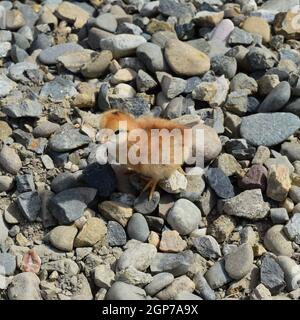 Red daily chicken. The maintenance of poultry in personal subsidiary farm. Stock Photo