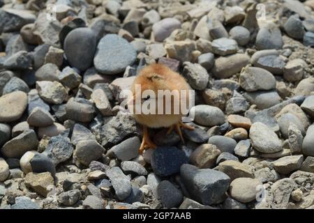 Red daily chicken. The maintenance of poultry in personal subsidiary farm. Stock Photo