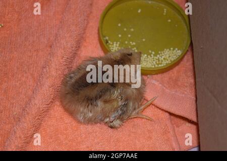 Red daily chicken. The maintenance of poultry in personal subsidiary farm. Stock Photo