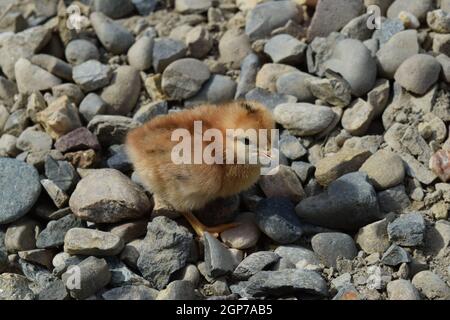 Red daily chicken. The maintenance of poultry in personal subsidiary farm. Stock Photo