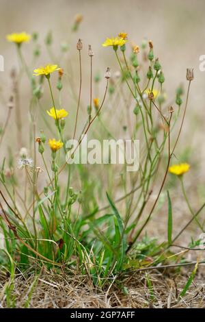 Autumn dandelion (Leontodon autumnalis) Stock Photo