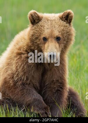 A Brown or Grizzly Bear, Lake Clark National Park, Alaska. Stock Photo