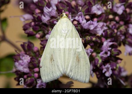 Carrot (Sitochroa palealis) seed moth Stock Photo