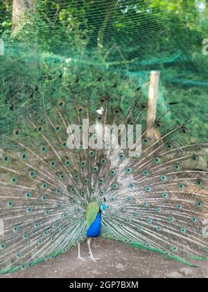 Elegant colorful blue peacock with open tail. Close up Stock Photo - Alamy
