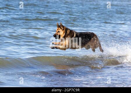 German Shepherd Dog, Sainte-Anne des Monts, Gaspesie, Quebec, Canada Stock Photo