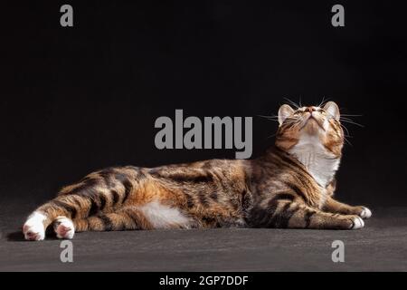 Gray-red tabby spotted Kurilian Bobtail cat laying looking upwards on a gray background indoors in the studio Stock Photo