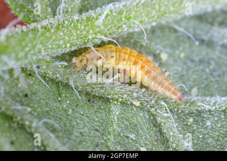 Larwa of green lacewing (Chrysopidae) hunt on Glasshouse whitefly (Trialeurodes vaporariorum) on the underside of tomato leaves. Stock Photo