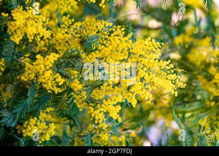 Blossoming of mimosa tree. yellow flowers in blooming Stock Photo