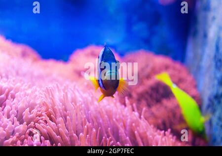 Closeup of a blue tang surgeonfish, popular tropical aquarium pet, exotic fish from the pacific ocean. Stock Photo