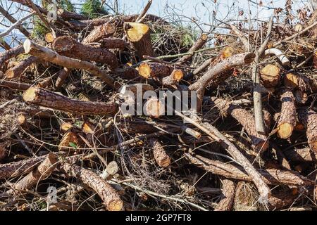 Deforestation in rural areas of the forest with trunks lying on the ground. Stock Photo
