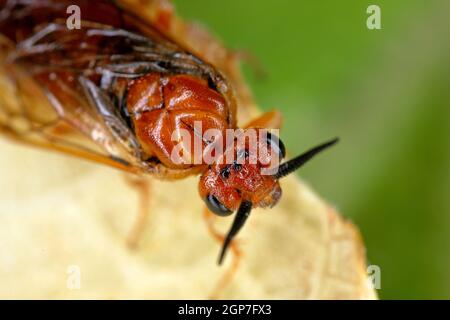 Female of Neodiprion sertifer - the European pine sawfly or red pine sawfly. It is considered a pest as it eats a lot of needles. Stock Photo
