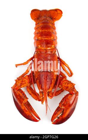Red lobster isolated on white background Stock Photo