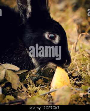 Nice black rabbit eating an apple in autumn. Stock Photo