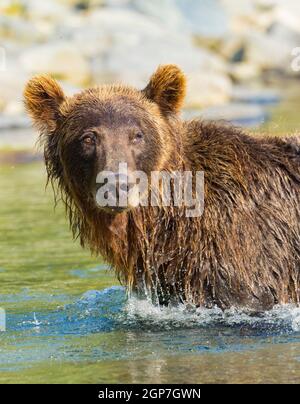 A Brown or Grizzly Bear, Kinak Bay, Katmai National Park, Alaska. Stock Photo