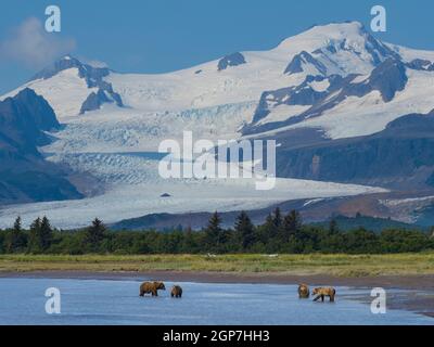 A Brown or Grizzly Bear, Hallo Bay, Katmai National Park, Alaska. Stock Photo