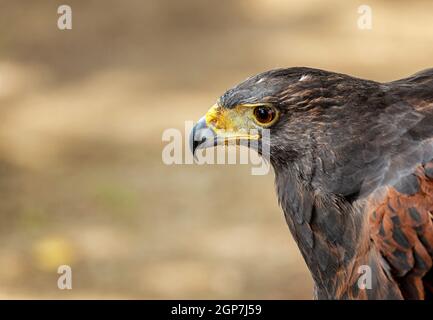 Hawk portrait with selective soft focus, on the background of nature.