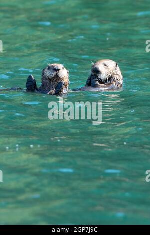 Sea otters, Kodiak, Alaska. Stock Photo