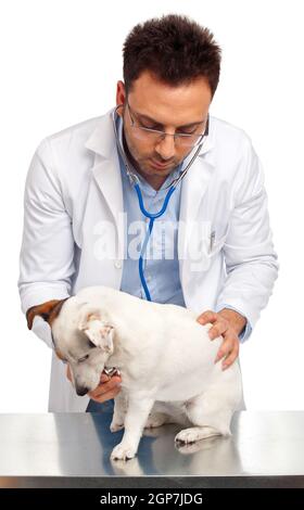 Veterinarian doctor with jack russell isolated on white Stock Photo