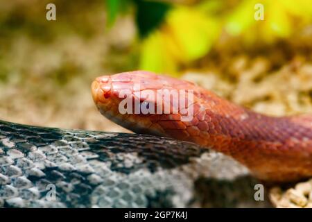 Red Corn Snake or pantherophis guttatus Stock Photo