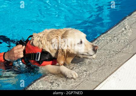 Lifeguard dog, rescue demonstration with the dogs in the pool. Stock Photo