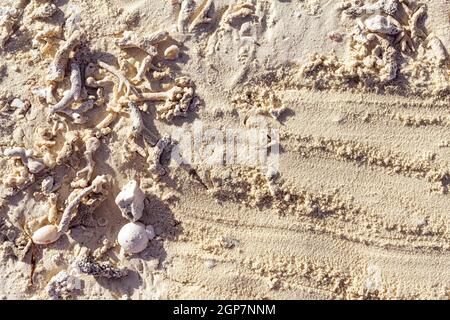 Maldives sand background with shells and remains of corals dragged by the high tide. Pattern with copy space and sand texture. Stock Photo