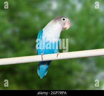 Blue budgerigar (Fischer's Lovebird Clarified blue morph) on nature background Stock Photo