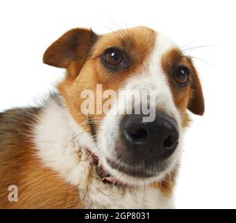 Mongrel stray dog isolated on white background Stock Photo - Alamy