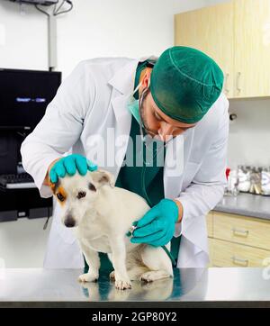 Veterinarian doctor examines the heart of a Russell jack Stock Photo