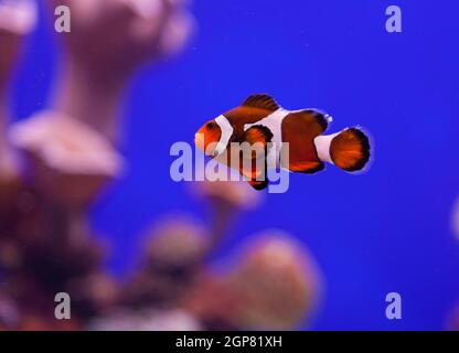 Image of clown fish in aquarium water Stock Photo