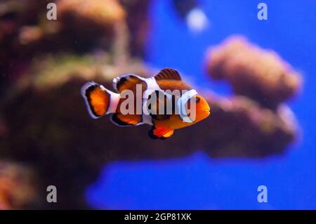 Image of clown fish in aquarium water Stock Photo